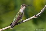 Ruby-throated Hummingbirdborder=