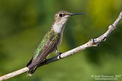 Ruby-throated Hummingbird