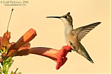 Ruby-throated Hummingbirdborder=