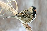 Harris's Sparrow