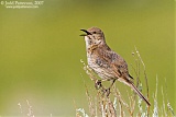 Sage Thrasherborder=