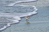 Sanderling