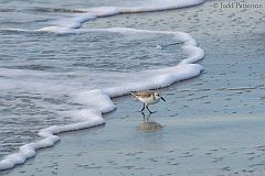 Sanderling