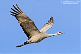 Sandhill Craneborder=