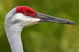 Sandhill Craneborder=