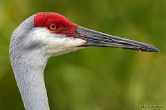 Sandhill Crane