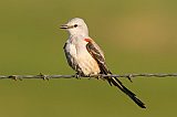 Scissor-tailed Flycatcher