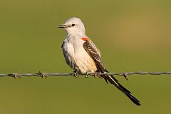 Scissor-tailed Flycatcher