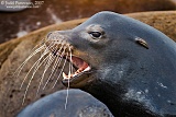 California Sea Lion