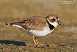 Semipalmated Plover