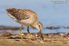 Short-billed Dowitcher