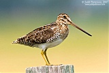 Wilson's Snipe