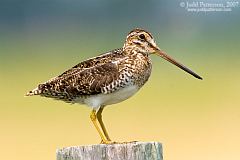 Wilson's Snipe