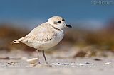 Snowy Plover