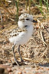 Snowy Plover