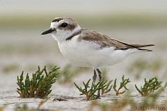 Snowy Plover