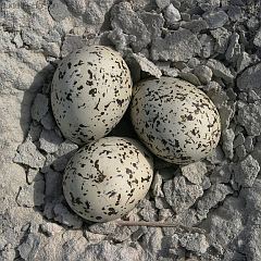 Snowy Plover