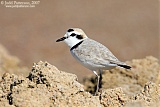 Snowy Plover