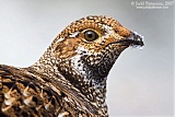 Sooty Grouse