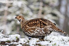 Sooty Grouse