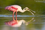 Roseate Spoonbill