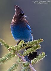 Steller's Jay