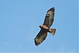 Short-tailed Hawkborder=