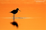 Black-necked Stiltborder=