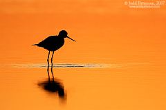 Black-necked Stilt