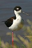 Black-necked Stiltborder=