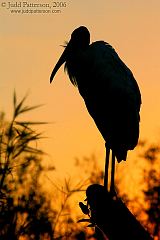 Wood Stork