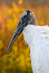 Wood Stork