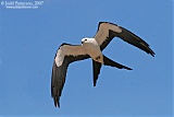 Swallow-tailed Kiteborder=