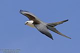 Swallow-tailed Kiteborder=