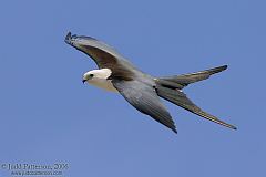 Swallow-tailed Kite