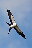 Swallow-tailed Kite