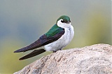 Violet-green Swallow