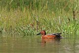 Cinnamon Teal