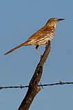 Brown Thrasher