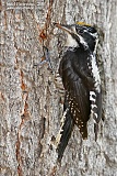American Three-toed Woodpeckerborder=
