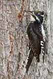 American Three-toed Woodpecker