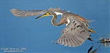 Tricolored Heron