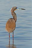 Tricolored Heron