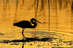 Tricolored Heron