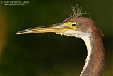 Tricolored Heron