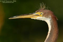 Tricolored Heron