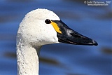 Tundra Swan