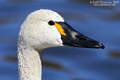 Tundra Swan