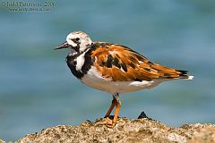 Ruddy Turnstone