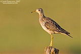 Upland Sandpiper